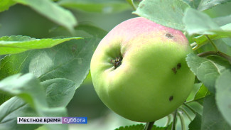 Воронежский агроном рассказал, как защитить яблоки и помидоры от болезней