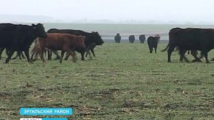 Абердин-ангуссы жуют урожай будущего года, аграрии подсчитывают убытки