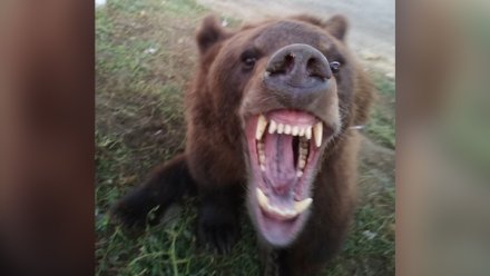 В Воронежской области сбежавшего из цирка-шапито медведя поймали дрессировщики