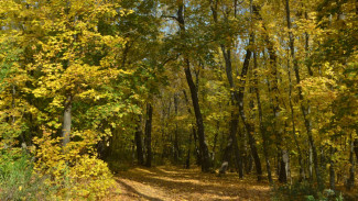 Синоптики рассказали о погодных качелях в Воронежской области