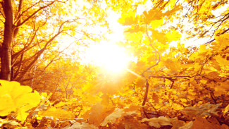 Воронежские синоптики дали прогноз на сентябрь-2025