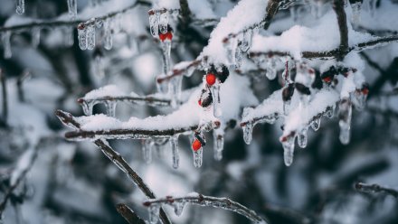 Воронежские синоптики спрогнозировали возвращение 17-градусных морозов в марте