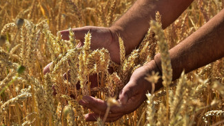 Воронежская область стала лидером ЦФО по сбору урожая 