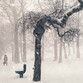 Синоптики предупредили о надвигающейся на Воронежскую область метели