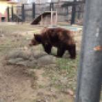 В Воронежском зоопарке раньше обычного проснулись медведи