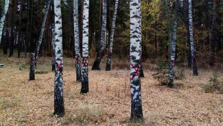 Красные кресты на деревьях в Северном лесу перепугали воронежцев