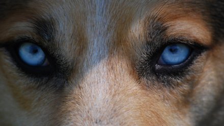 Следователи проверят нападение стаи собак на детей в воронежском ЖК