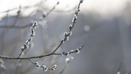 До +18 градусов потеплеет в выходные в Воронежской области