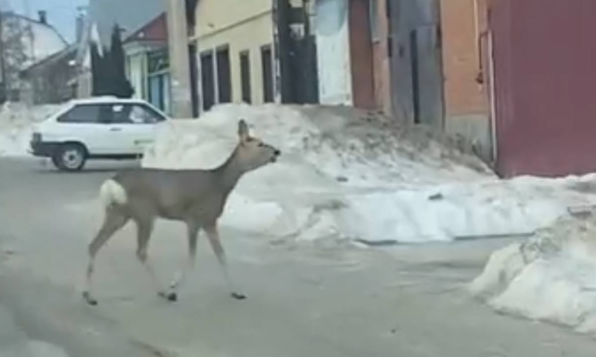 Косулю заметили на улице в Борисоглебске – Новости Воронежа и Воронежской  области – Вести Воронеж