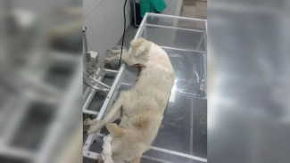 Воронежцы спасли от смерти сбитую машиной собаку и её щенков