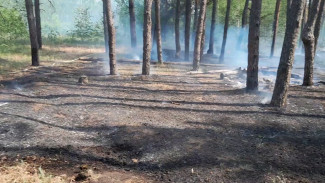Воронежские спасатели показали на видео последствия жарки шашлыков в лесу
