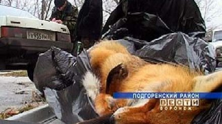 В районах Воронежской области начался отстрел красной лисицы