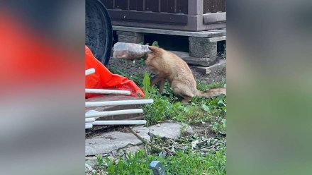 В Воронежской области застрявшая в бутылке лиса вышла к людям 