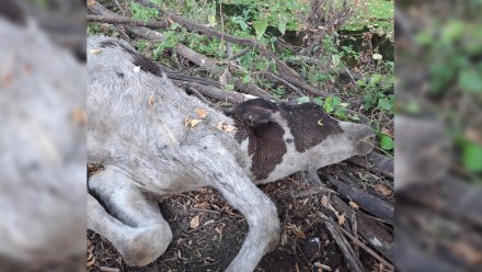 С берега реки в воронежском селе убрали трупы телят