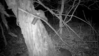 Второго енота-полоскуна сняли на видео в воронежском заповеднике       