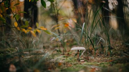 Семья с ребёнком отправилась за грибами и заблудилась в воронежском лесу