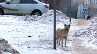 Воронежские охотники попросили разрешить отстрел птиц и бродячих собак