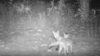 Воронежский заповедник опубликовал видео игры двух забавных лисят