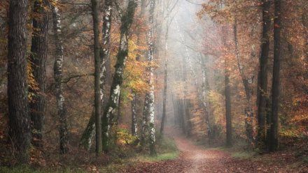 Стало известно, где нашли тело пропавшего без вести 38-летнего воронежца
