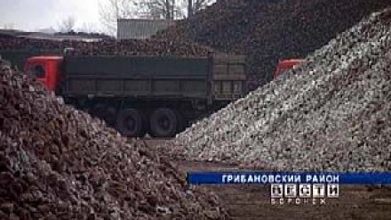 В Воронежской области убран первый миллион тонн сахарной свёклы