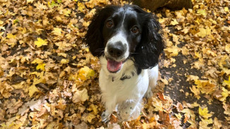 Новая рабочая неделя в Воронеже начнётся с небольших дождей