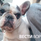 В Воронеже французского бульдога выкинули у гаражей