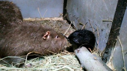 В Воронежском зоопитомнике у нутрий и камерунских коз родились детёныши