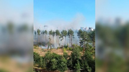 Воронежцы сообщили о мощном пожаре в Северном лесу