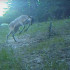 Бой благородного оленя с кустом сняли на видео в Хопёрском заповеднике