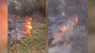 В воронежском Шилово в опасной близости от леса вспыхнуло поле: появилось видео