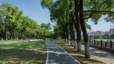 В Воронеже планируют высадить более 100 крупномерных саженцев деревьев