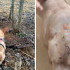 Воронежцы сообщили о попытке убийства породистого щенка в лесу  
