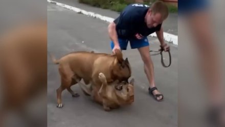 В полиции начали проверку после нападения домашней собаки на дворнягу в Воронеже