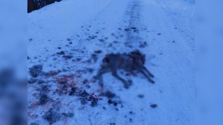 В посёлке под Воронежем бездомные псы растерзали косулю