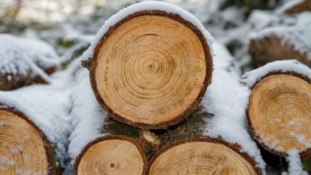 Мэрия Воронежа ответит за массовую вырубку деревьев при реконструкции «Орлёнка»