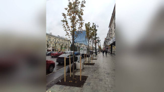 Десять клёнов высадили во второй раз на проспекте Революции