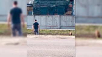 Собаки едва не разорвали байбака в Богучаре