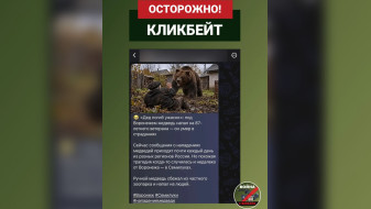 В Воронеже распространили фейк о недавнем нападении медведя на 87-летнего ветерана