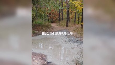 Власти обратились в полицию после слива бетона в воронежском Северном лесу