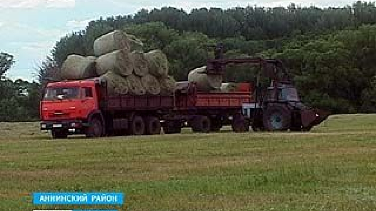 В хозяйствах Воронежской области начали заготавливать сено