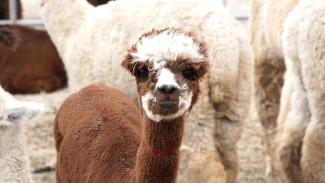 У альпак в воронежском парке «Белый колодец» закончился карантин