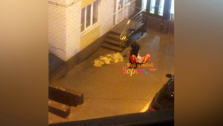 Воронежцы сообщили о трупе во дворе многоэтажки