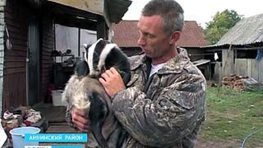 Егерь из Аннинского района приютил барсука - теперь животное отказывается идти на волю
