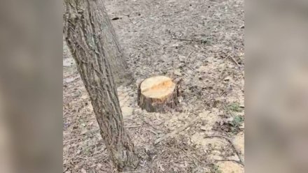 В мэрии Воронежа прокомментировали вырубку деревьев в парке «‎Танаис»‎
