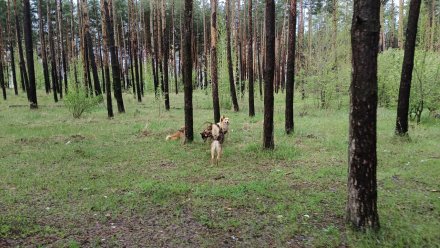 Воронежцы пожаловались на стаю агрессивных собак в микрорайоне Боровое