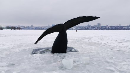В Воронеже раскрыли загадку огромного хвоста кита в водохранилище