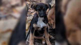 МВД ответило на жалобы воронежцев о догхантерах в микрорайоне Новый Бомбей