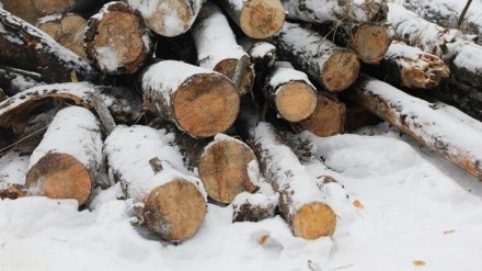 В Воронежской области вырубят 53 гектара лесов