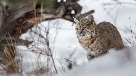 Впервые за 95 лет в Воронежской области заметили рысь