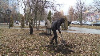 Озеленение дублёра Московского проспекта стартовало в Воронеже